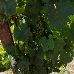 img IMG_20200712_113324